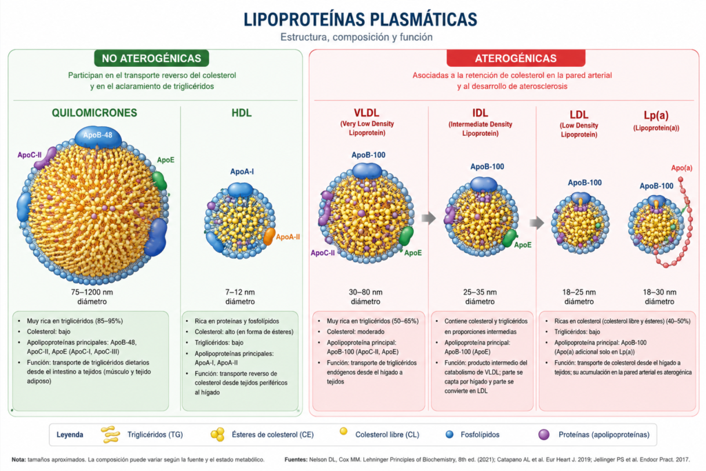 Lipoproteinas